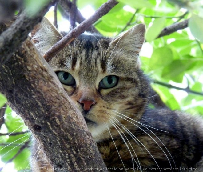 Photo de Chat domestique