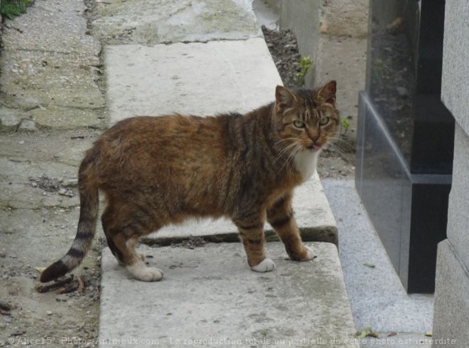 Photo de Chat domestique