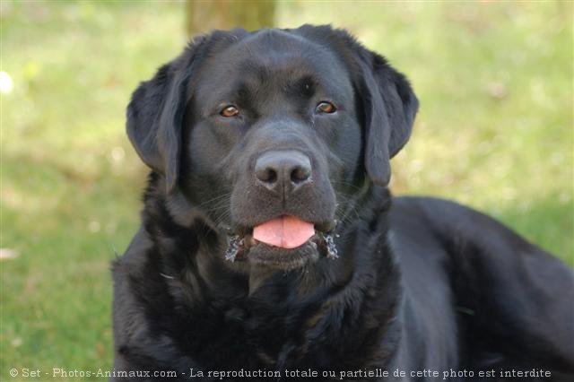 Photo de Labrador retriever