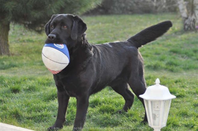 Photo de Labrador retriever