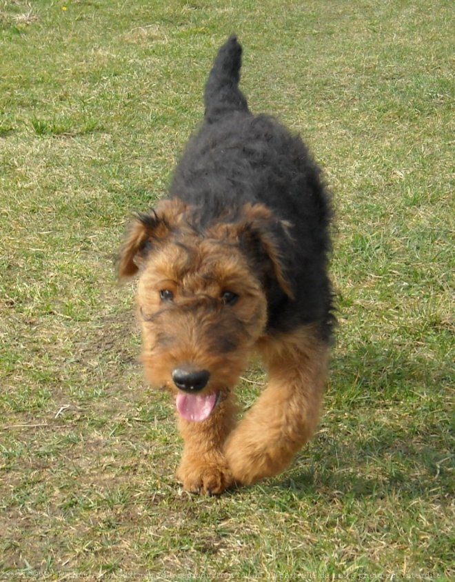 Photo d'Airedale terrier