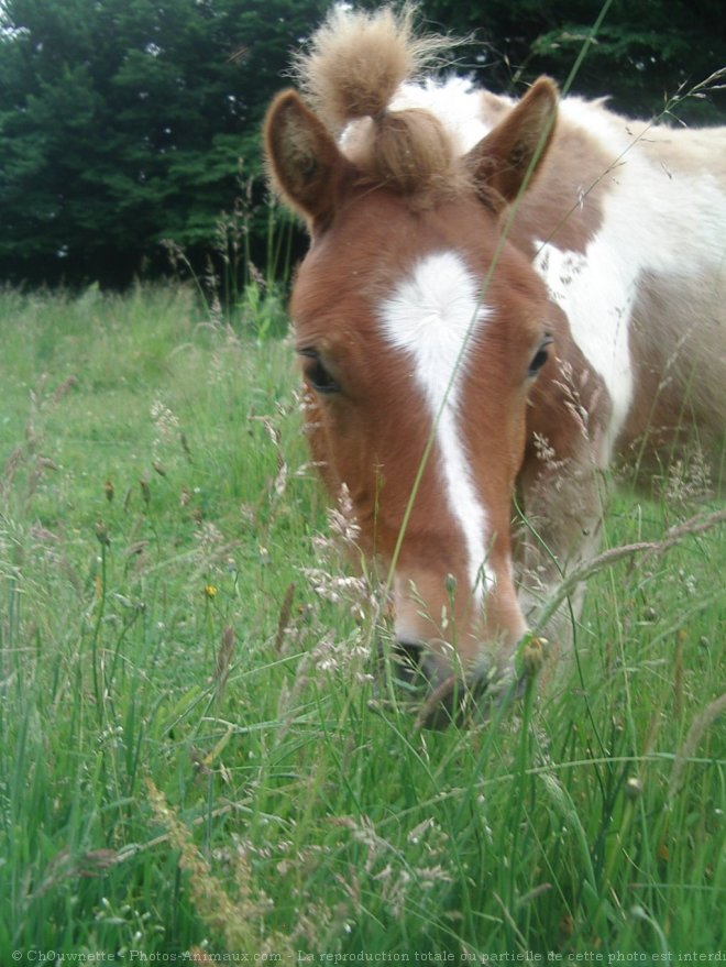 Photo de Shetland