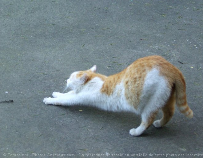 Photo de Chat domestique