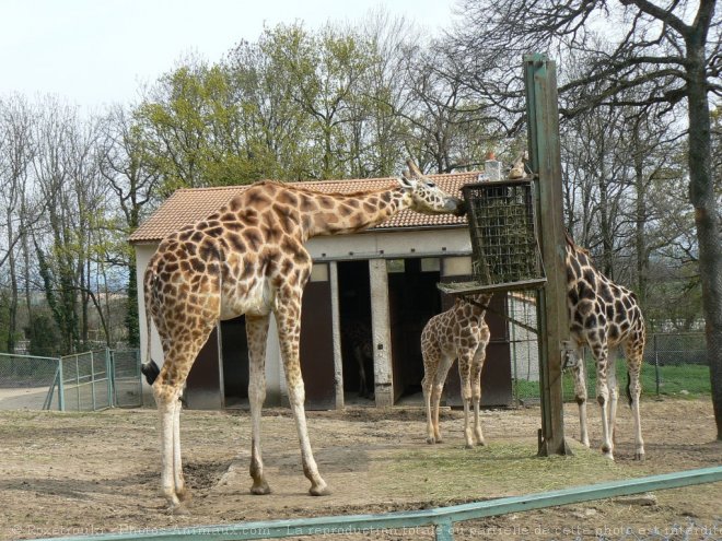 Photo de Girafe