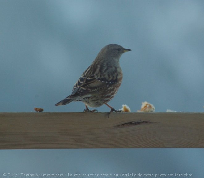 Photo de Moineau