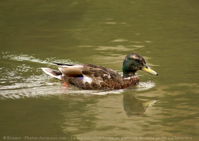 Photo de Canard colvert