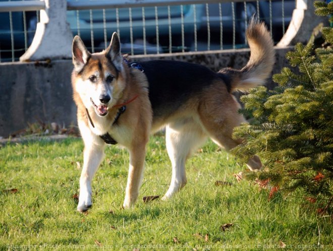 Photo de Berger allemand  poil court