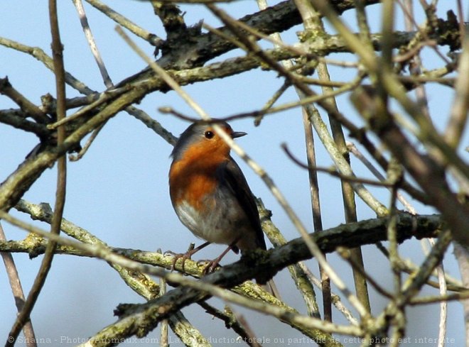 Photo de Rouge gorge