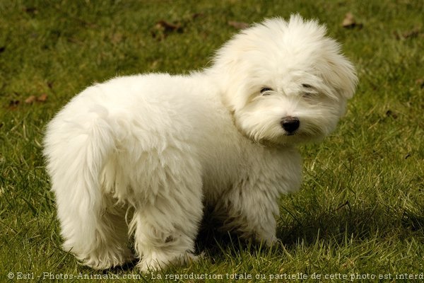 Photo de Coton de tulear