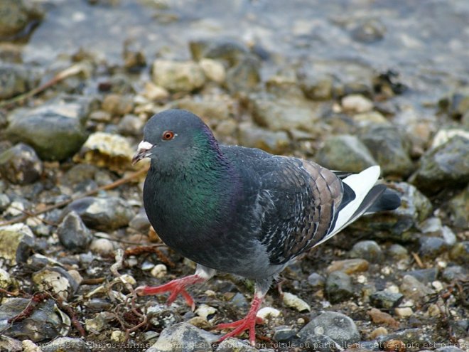 Photo de Pigeon