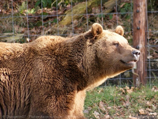 Photo d'Ours