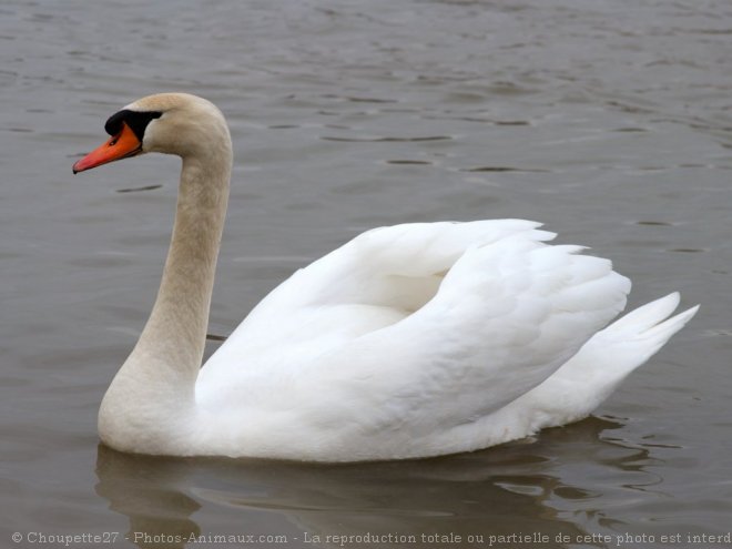 Photo de Cygne