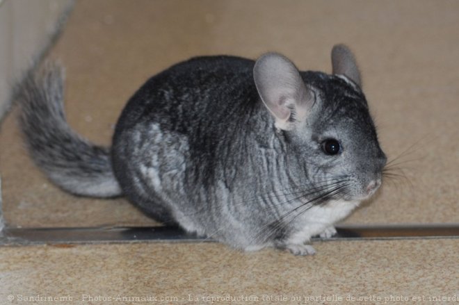 Photo de Chinchilla