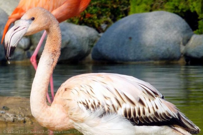 Photo de Flamand rose