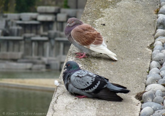 Photo de Pigeon