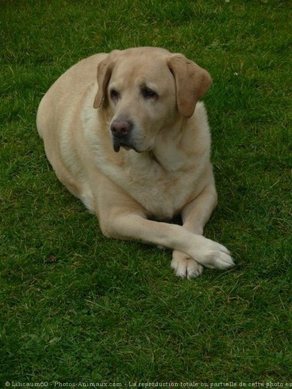 Photo de Labrador retriever