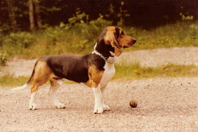 Photo de Basset artesien normand