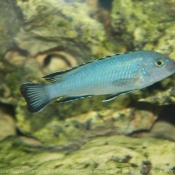 Photo de Poissons exotiques