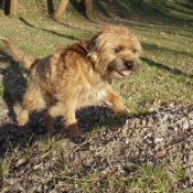 Photo de Border terrier