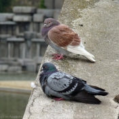 Photo de Pigeon