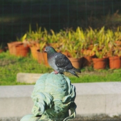 Photo de Pigeon