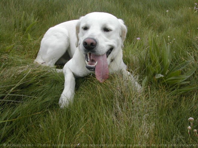 Photo de Labrador retriever