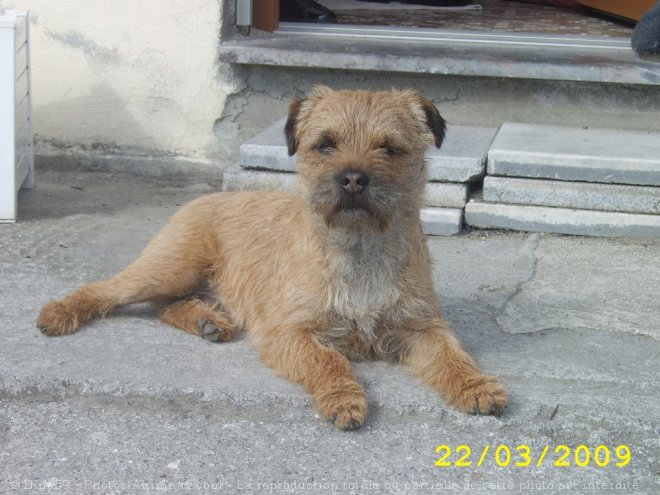 Photo de Border terrier