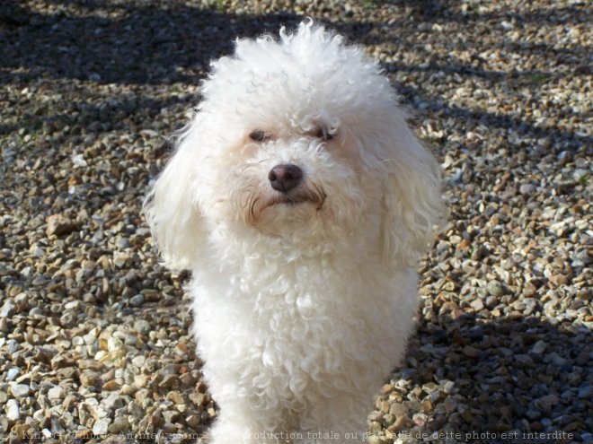 Photo de Bichon  poil fris