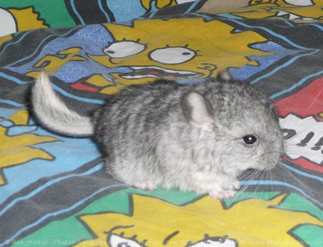 Photo de Chinchilla