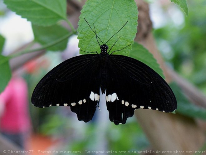 Photo de Papillon