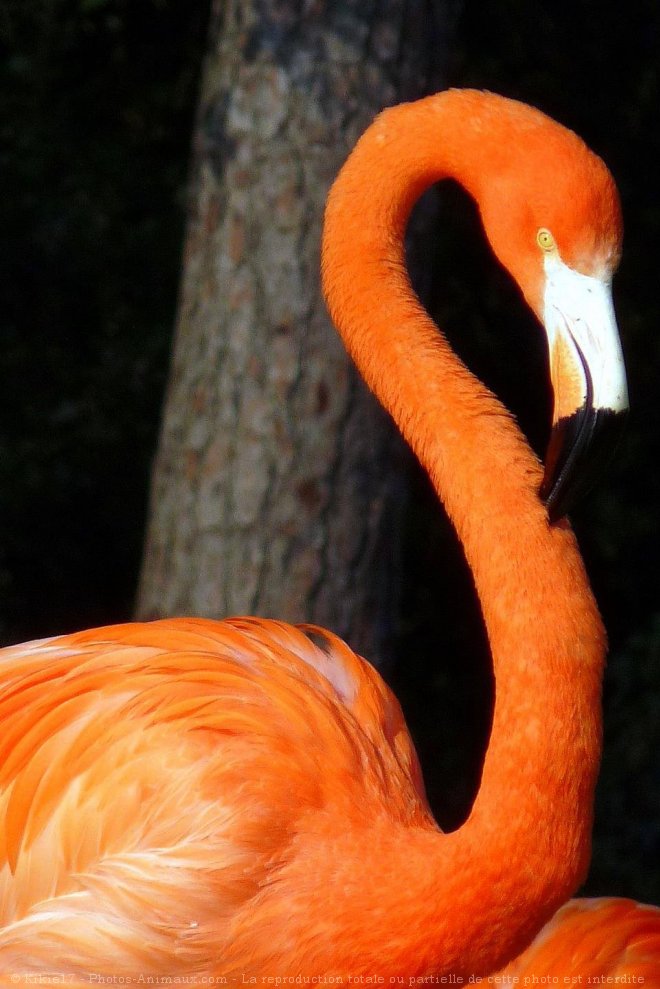 Photo de Flamand rose