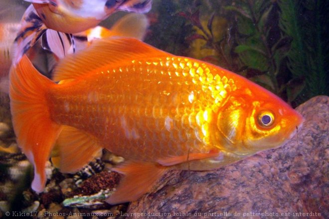 Photo de Poissons rouges