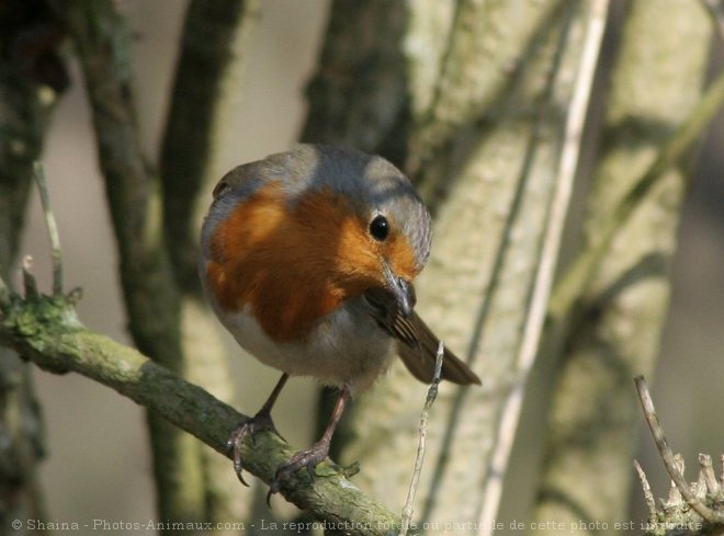 Photo de Rouge gorge