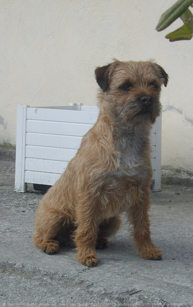 Photo de Border terrier