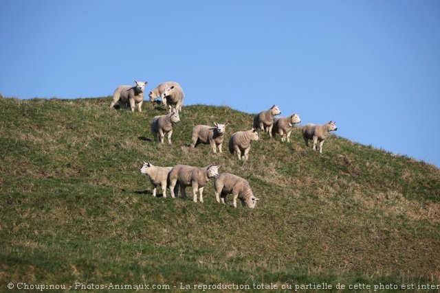 Photo de Mouton