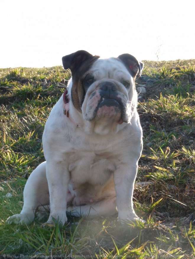 Photo de Bulldog