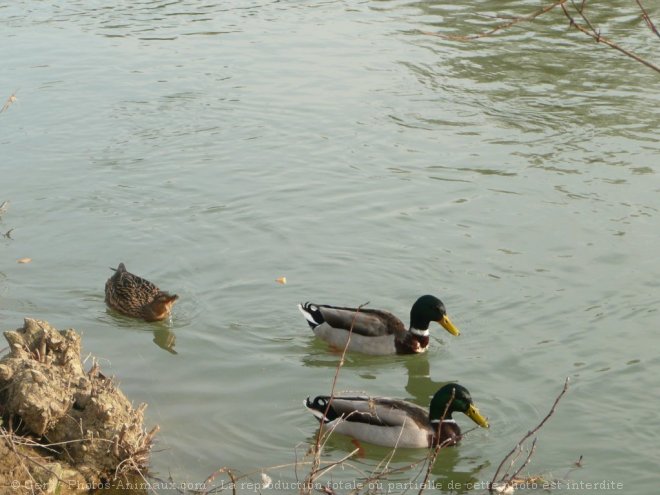 Photo de Canard