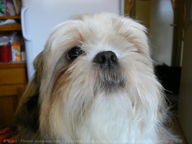 Photo de Shih tzu