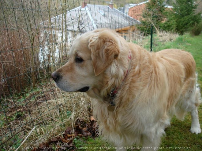 Photo de Golden retriever