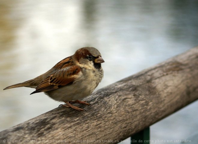 Photo de Moineau