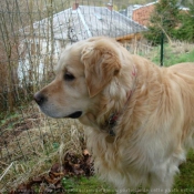 Photo de Golden retriever