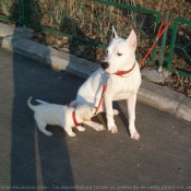 Photo de Dogue argentin