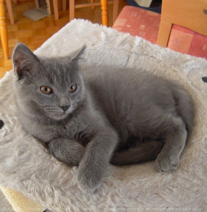 Photo de Chartreux