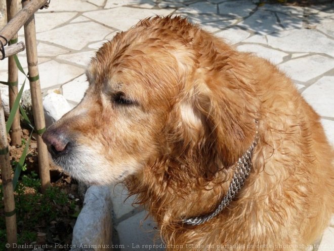 Photo de Golden retriever