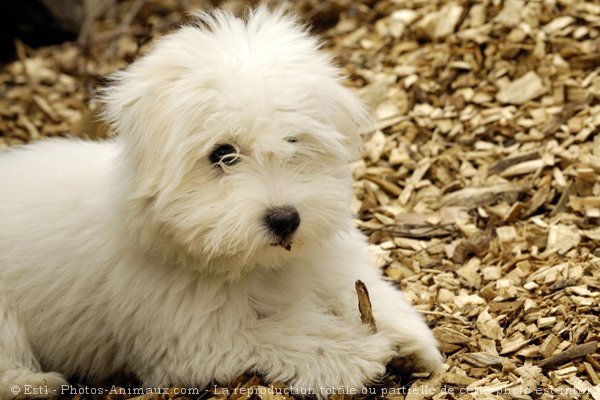 Photo de Coton de tulear