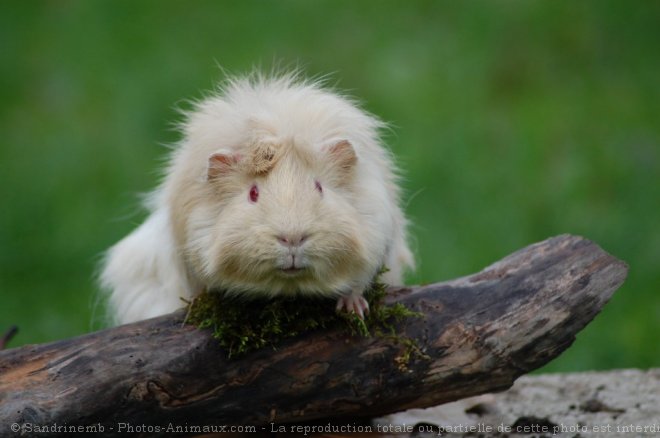 Photo de Cochon d'inde - abyssin / rosette