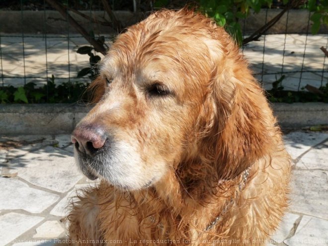 Photo de Golden retriever