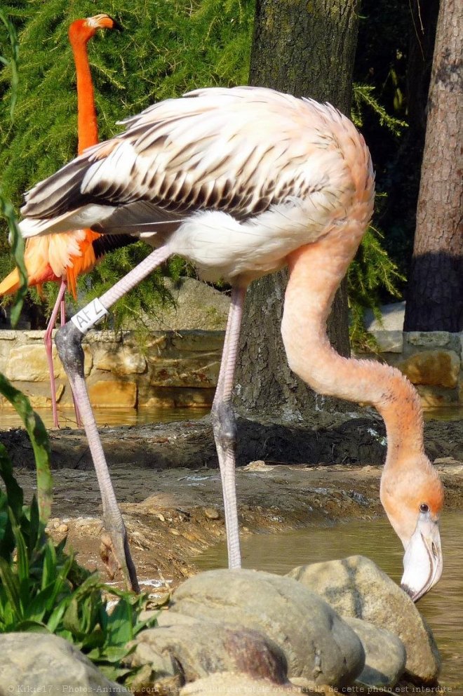 Photo de Flamand rose