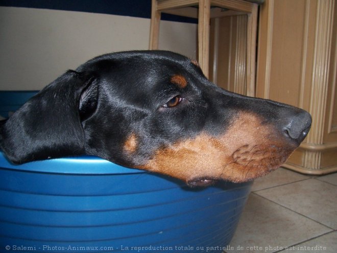 Photo de Dobermann