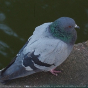 Photo de Pigeon